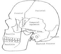 skull